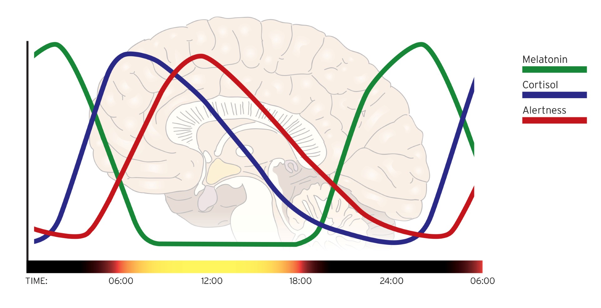 Yanlış Aydınlatma, İnsan Vücudunun Biyolojik Saatini Bozuyor!